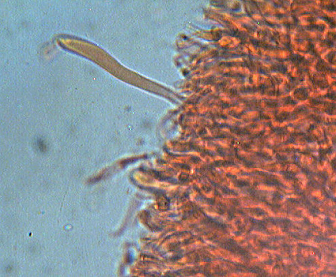 Phlebia rufa